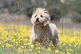 CAIRN TERRIER 270
